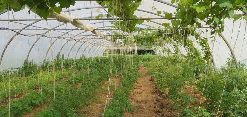 Les Jardins de Pompoko ou le maraîchage sur sol vivant