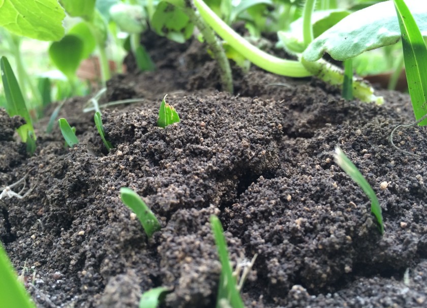 Jardiner nature : tout ce qu’il faut savoir pour se lancer !