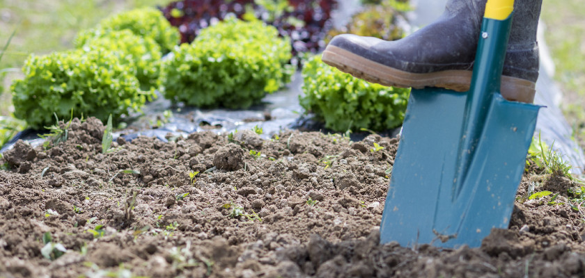 Zéro phyto pour les particuliers : que dit la loi ? Comment jardiner sans pesticide ?