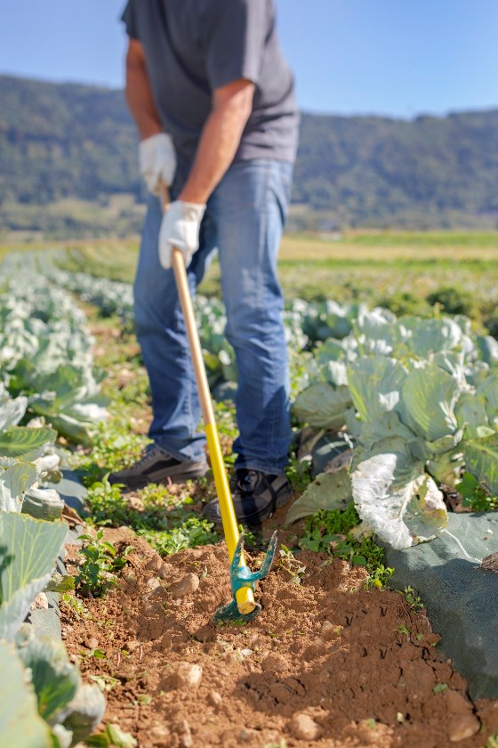 Jardin : zoom sur les nouveautés 2019 !