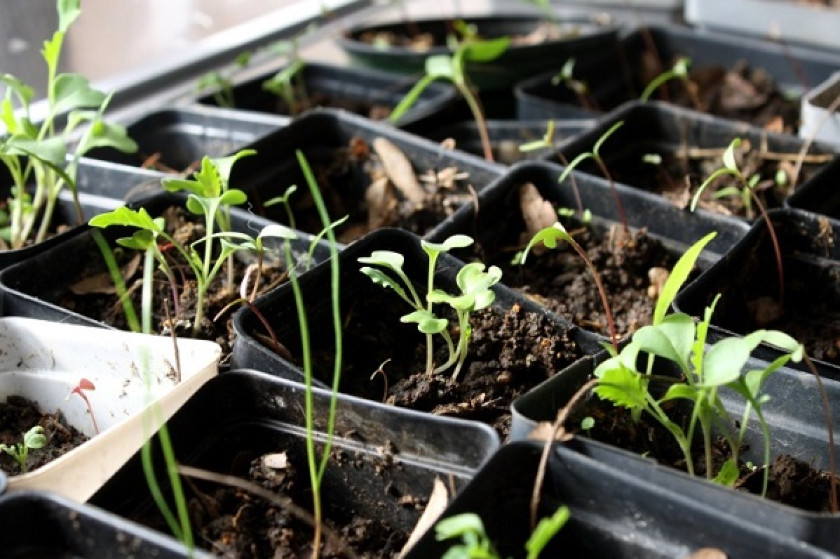 Un dicton tous les mois, un jardin prêt à l’emploi !