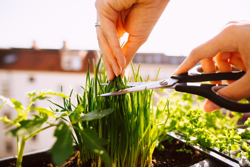 Entretien des herbes aromatiques avec les outils Leborgne