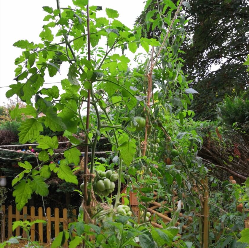 Le Potager Bordelais : histoire d’un jardinier amateur devenu une référence sur les réseaux sociaux