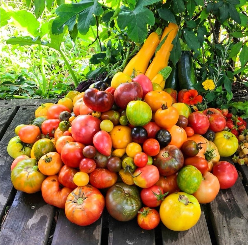 Le Potager Bordelais : histoire d’un jardinier amateur devenu une référence sur les réseaux sociaux