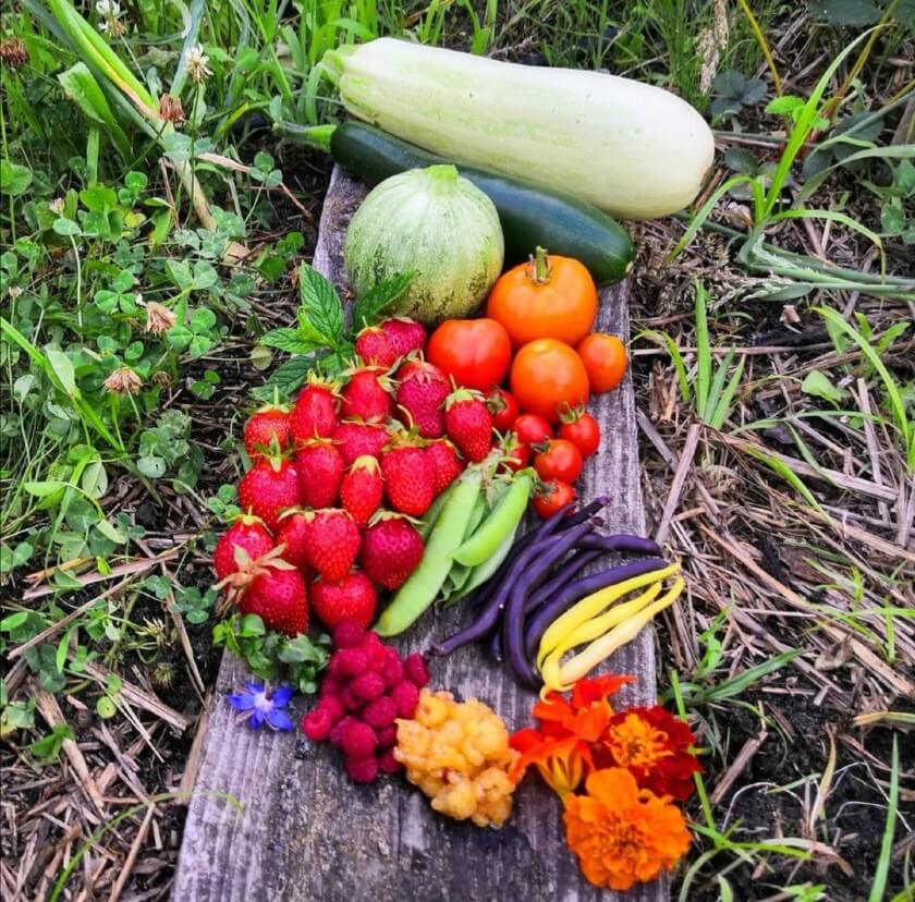 Le Potager Bordelais : histoire d’un jardinier amateur devenu une référence sur les réseaux sociaux