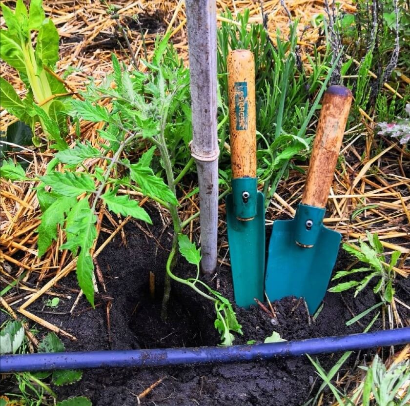 Le Potager Bordelais : histoire d’un jardinier amateur devenu une référence sur les réseaux sociaux