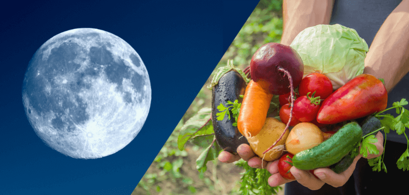 Comment réussir ses cultures en jardinant avec la Lune… et avec les bons outils ?