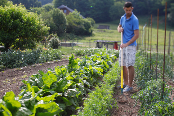 Entretenir le potager en désherbant sans produits chimiques grâce aux outils naturOvert® Leborgne