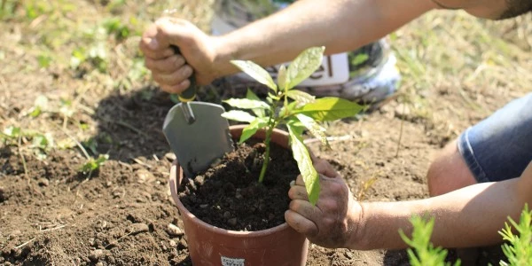 Comment bien utiliser le Transplantoir à dents duopro® ?
